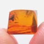 Rare Weevil In Dominican Amber