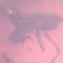 Rare Weevil In Dominican Amber