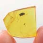 Rare Weevil In Dominican Amber