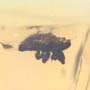 Rare Weevil In Dominican Amber