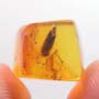 Rare Weevil In Dominican Amber