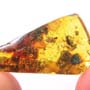 Rare Weevil In Dominican Amber