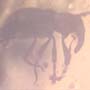 Rare Weevil In Dominican Amber