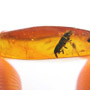 Rare Weevil In Dominican Amber