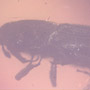 Rare Weevil In Dominican Amber
