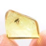 Rare Weevil In Dominican Amber