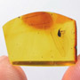 Rare Weevil In Dominican Amber