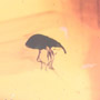 Rare Weevil In Dominican Amber