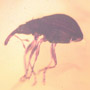Rare Weevil In Dominican Amber