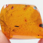 Rare Weevil In Dominican Amber