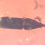 Rare Weevil In Dominican Amber
