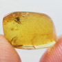 Rare Weevil In Dominican Amber