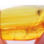 Rare Weevil In Dominican Amber