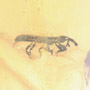 Rare Weevil In Dominican Amber