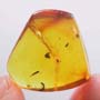 Rare Weevil In Dominican Amber