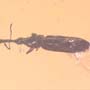 Rare Weevil In Dominican Amber