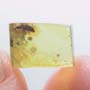 Rare Weevil In Dominican Amber