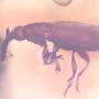 Rare Weevil In Dominican Amber