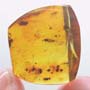 Rare Weevil In Dominican Amber