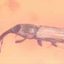 Rare Weevil In Dominican Amber