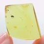 Rare Weevil In Dominican Amber