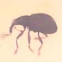 Rare Weevil In Dominican Amber