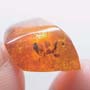 Rare Weevil In Dominican Amber