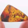 Rare Weevil In Dominican Amber