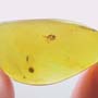 Rare Weevil In Dominican Amber
