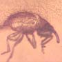 Rare Weevil In Dominican Amber