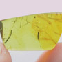 Rare Weevil In Dominican Amber