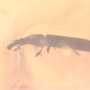 Rare Weevil In Dominican Amber