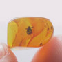 Rare Weevil In Dominican Amber