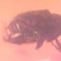 Rare Weevil In Dominican Amber