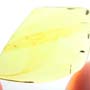 Rare Weevil In Dominican Amber