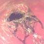 Rare Weevil In Dominican Amber