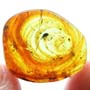 Rare Weevil In Dominican Amber