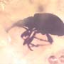 Rare Weevil In Dominican Amber
