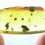Rare Weevil In Dominican Amber