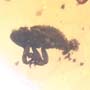 Rare Weevil In Dominican Amber