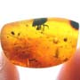 Rare Weevil In Dominican Amber
