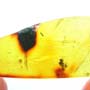 Rare Weevil In Dominican Amber