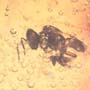 Rare Weevil In Dominican Amber