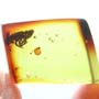 Rare Weevil In Dominican Amber