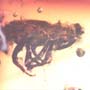 Rare Weevil In Dominican Amber