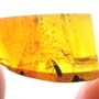 Rare Weevil In Dominican Amber