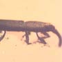 Rare Weevil In Dominican Amber