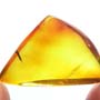 Rare Weevil In Dominican Amber