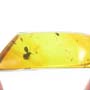 Rare Weevil In Dominican Amber
