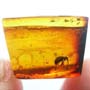 Rare Weevil In Dominican Amber